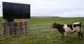 EVE Online Players Abbreviated the New Update to 'CoW,' So the Studio Let a Real Cow Play It