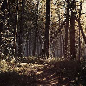 Black Hills Forest