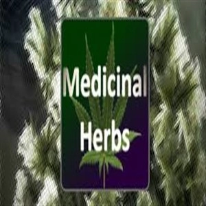 Medical Herbs Cannabis Grow Simulator