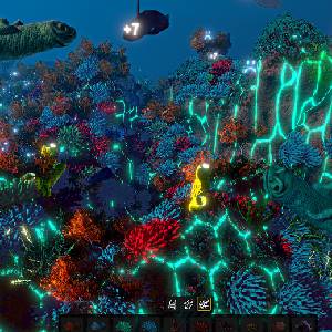 Ecosystem - Sun Coral