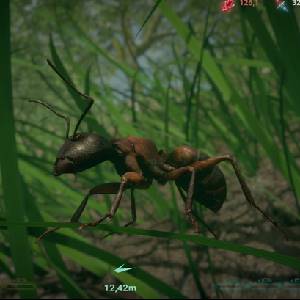 Insect Worlds Ant