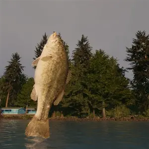 MLF Pro Catch - Large Mouth Bass