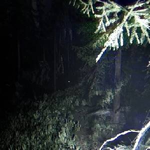 Together After Dark - Tree Branch