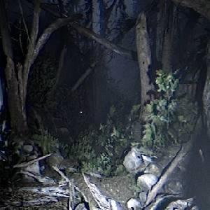 Together After Dark - Woods