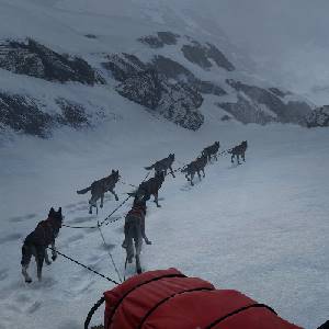 WILL Follow The Light - Dog Sled